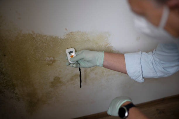 Best Bathroom Mold Remediation in Horseshoe Bay, TX